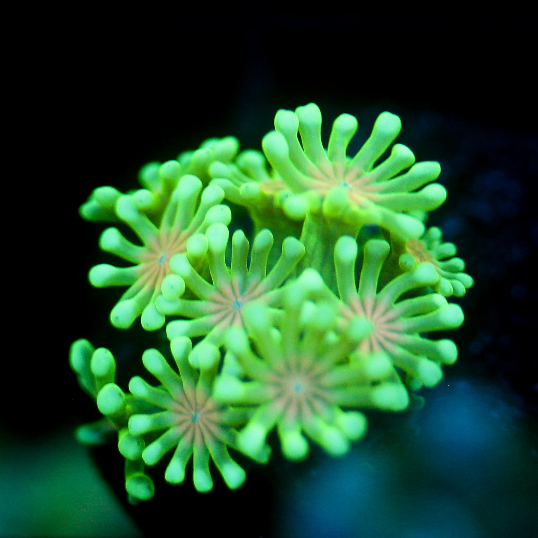 JC Orange Gobbler Alveapora