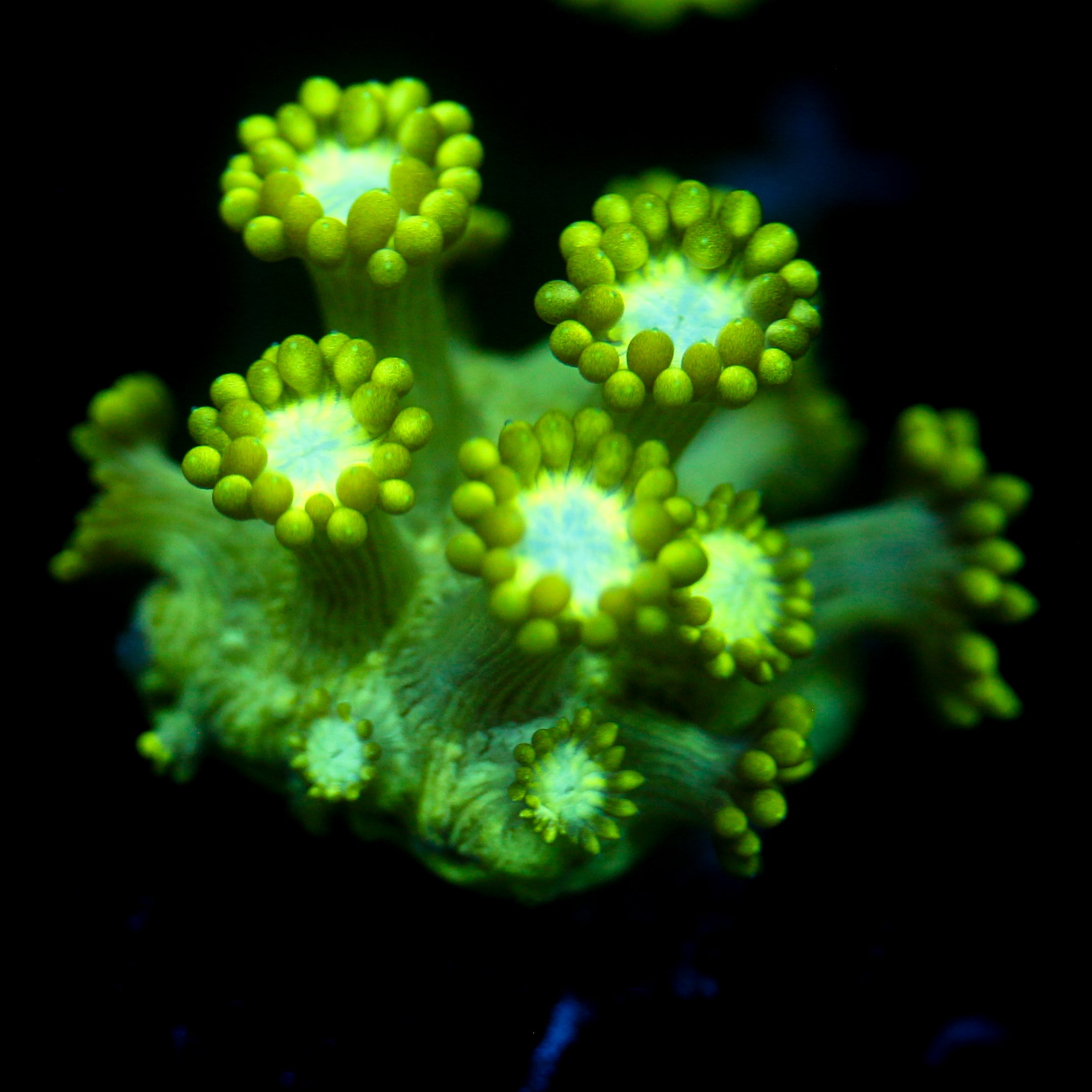 JC Uranium Fever Goni