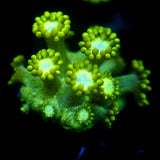 JC Uranium Fever Goni