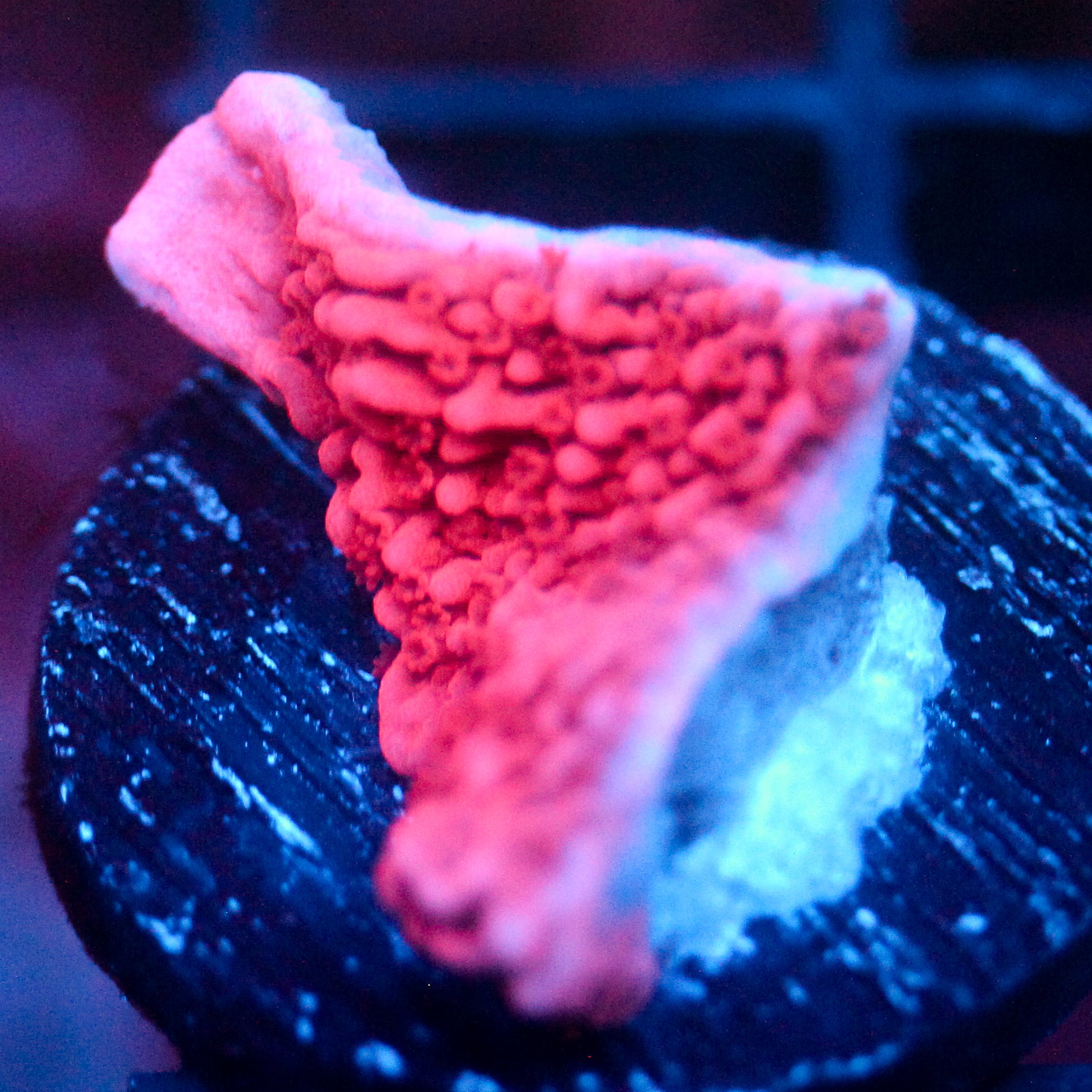 JC Pink Wave Cap Monti