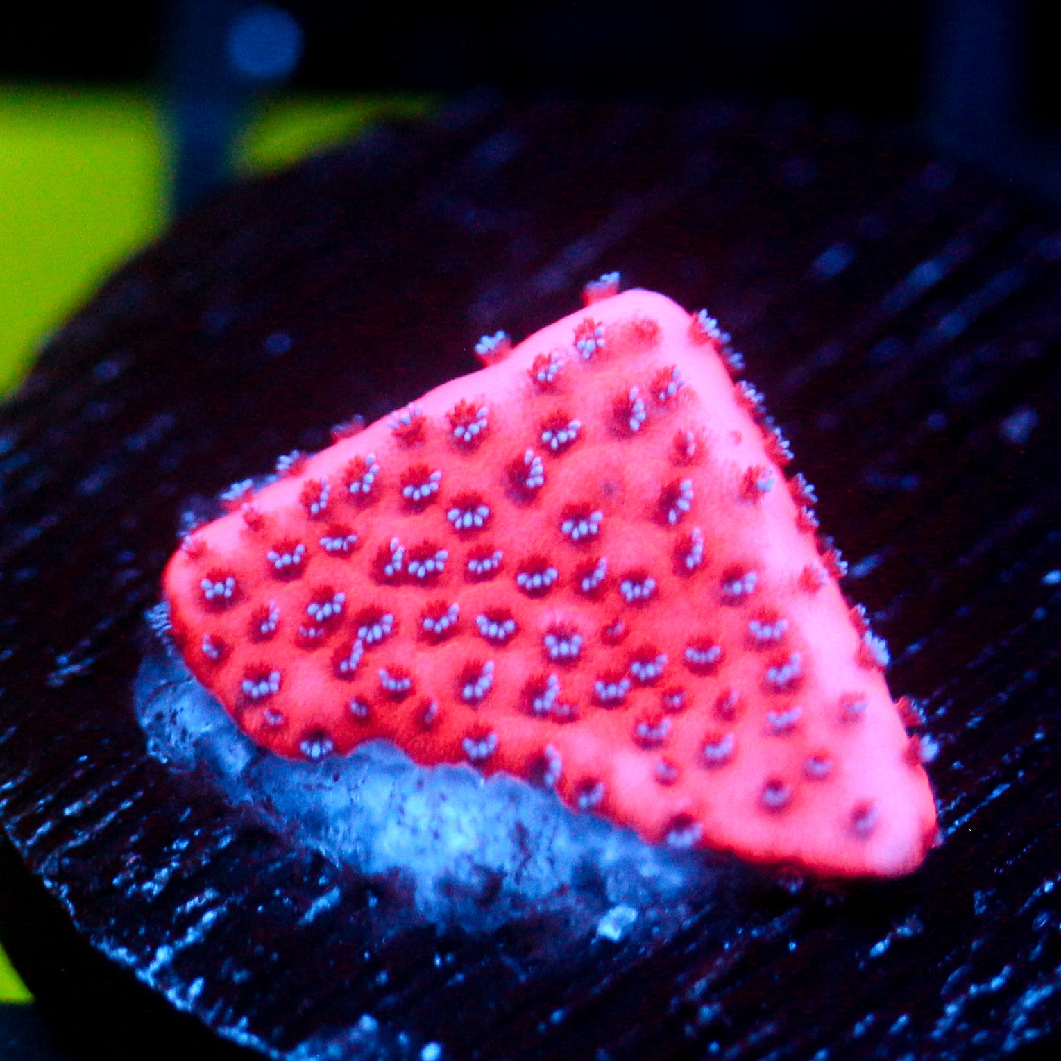JC Mystic Sunset Montipora
