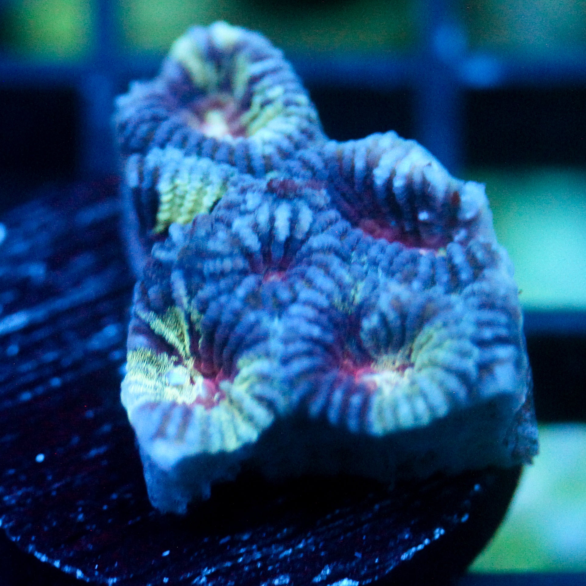 JC War Torn Favia