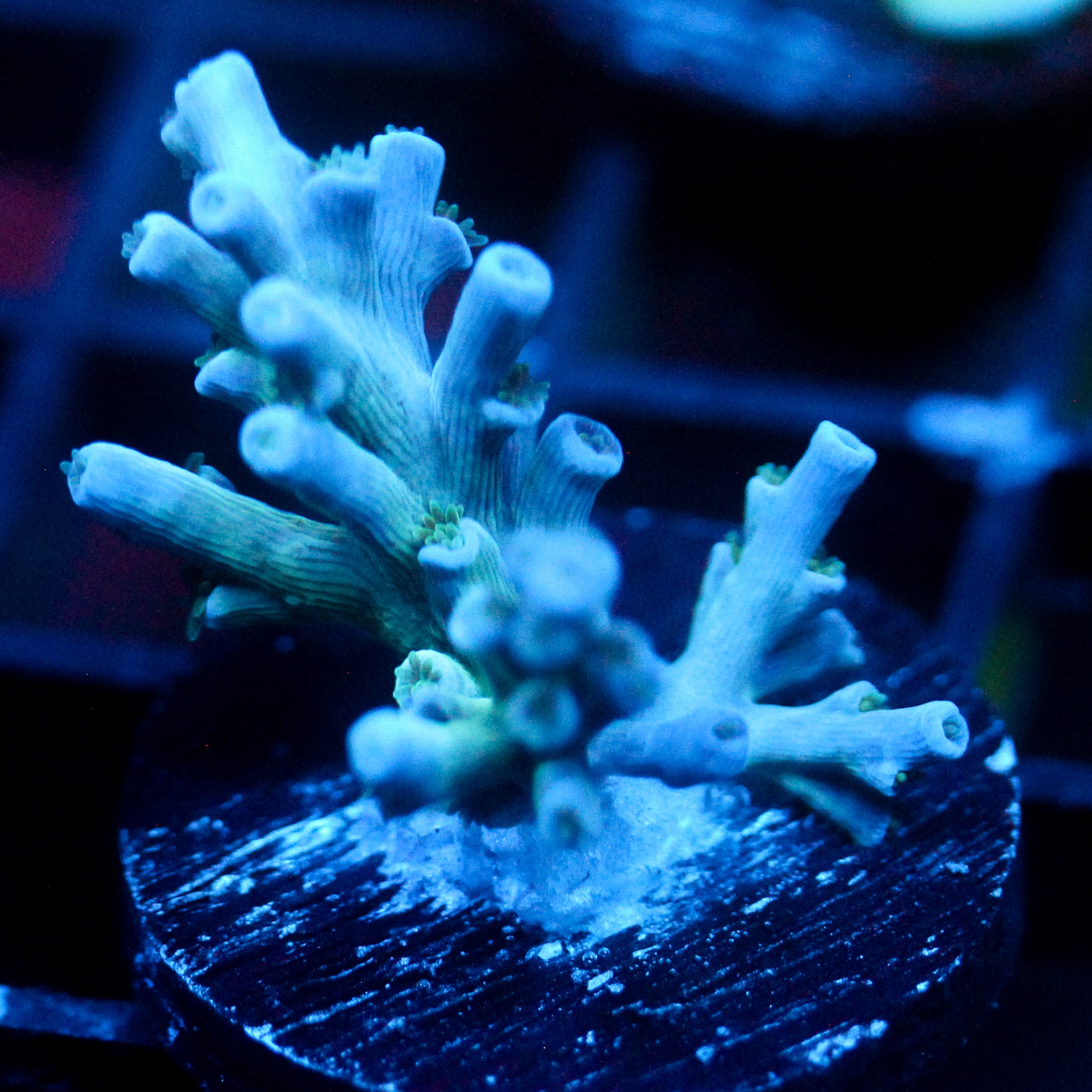JC Frozen Growth