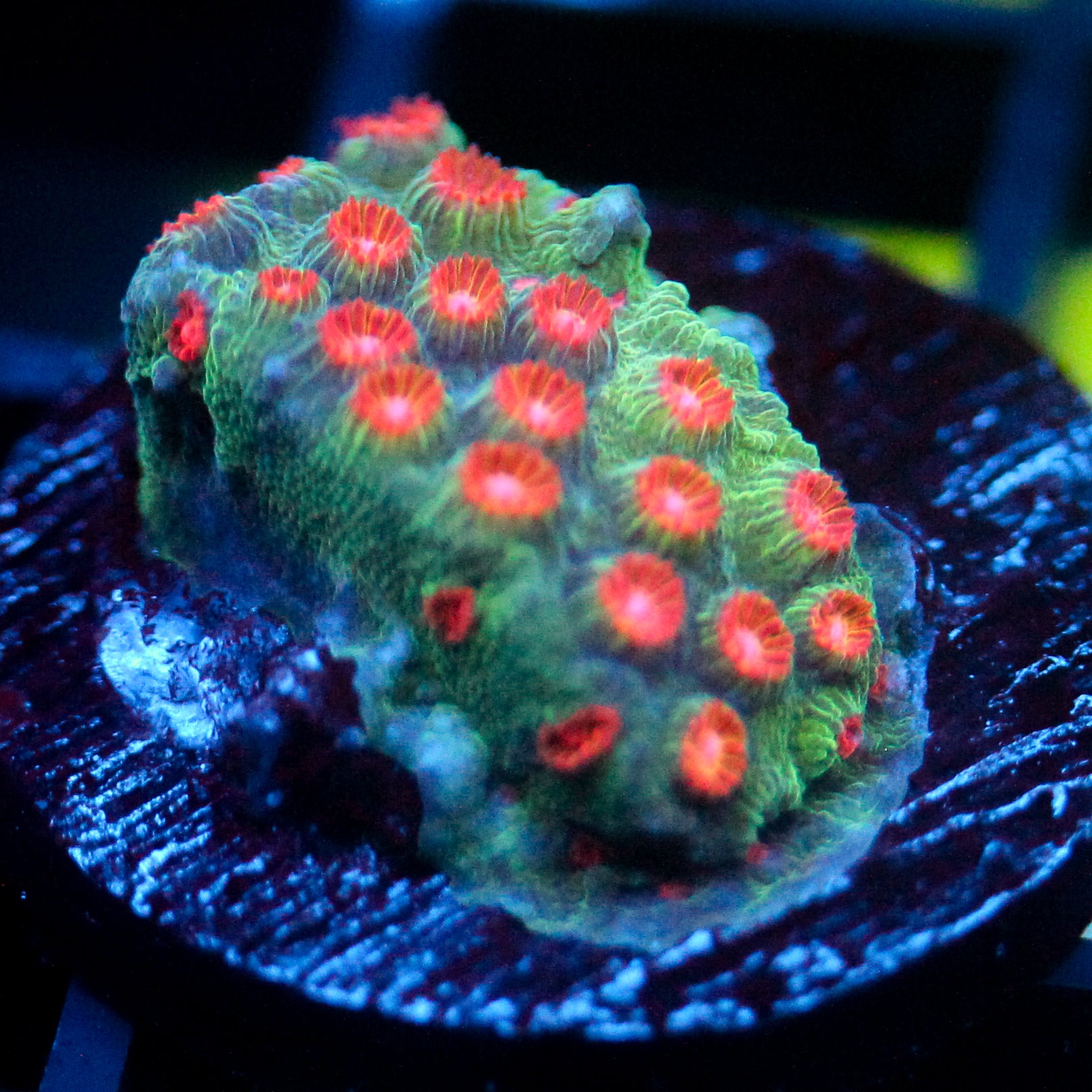 JC Evil Swarm Cyphastrea