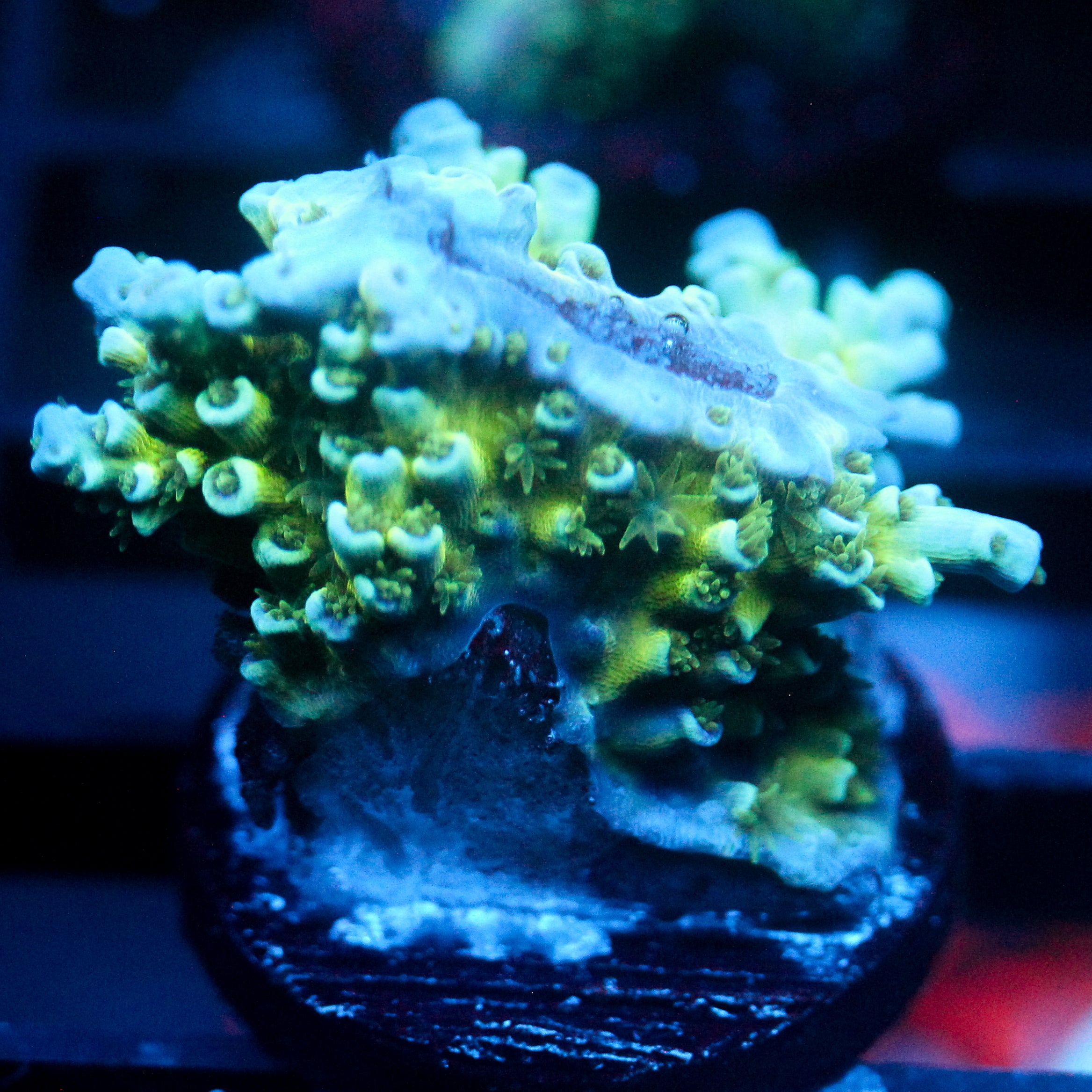 JC Green Flux