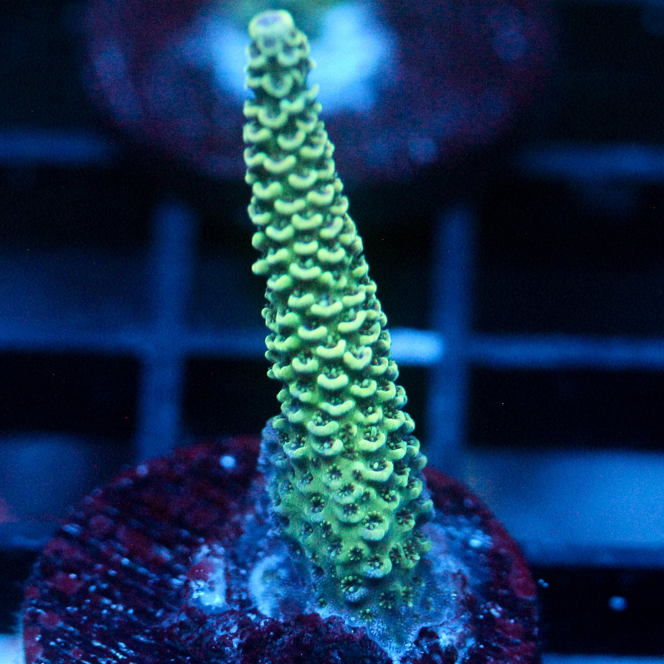 JC Green Pillar