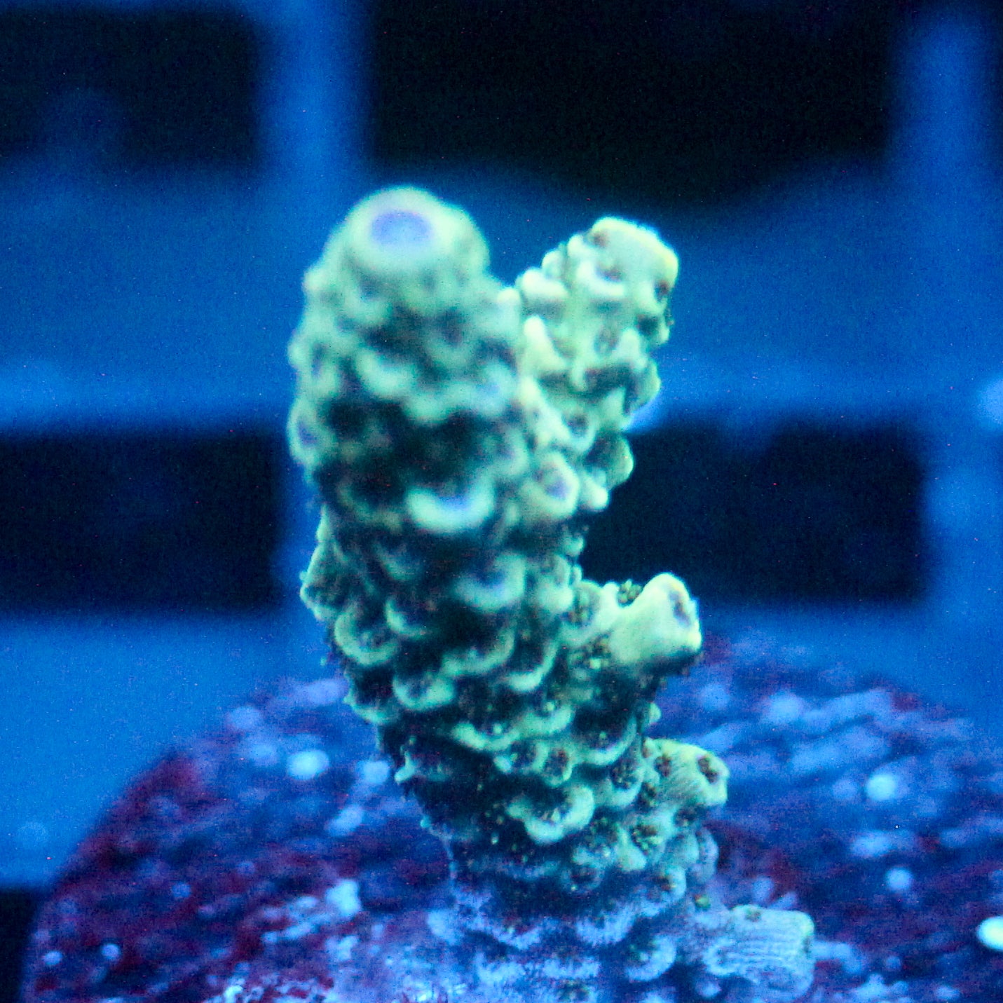 JC Ice Caps
