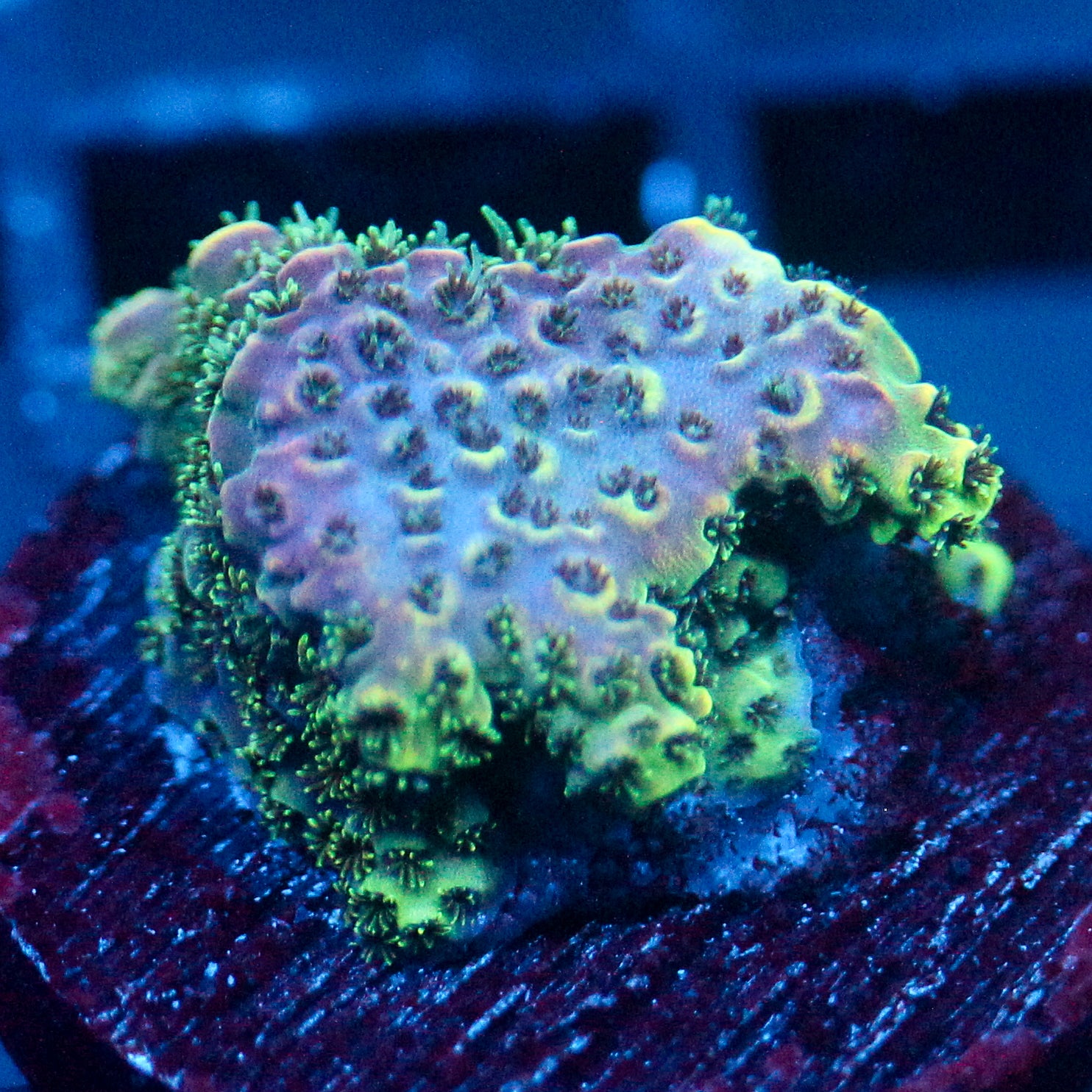 JC Royal Flux