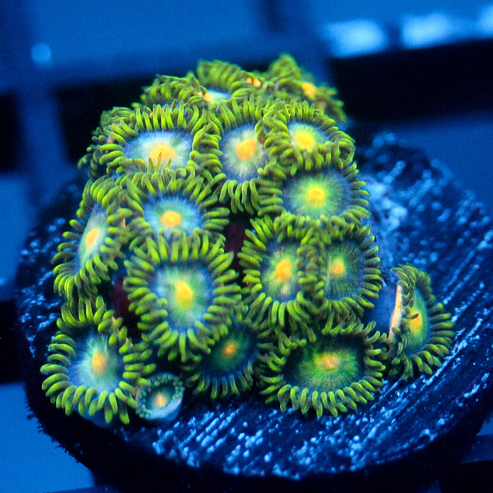 JC Green Crawler