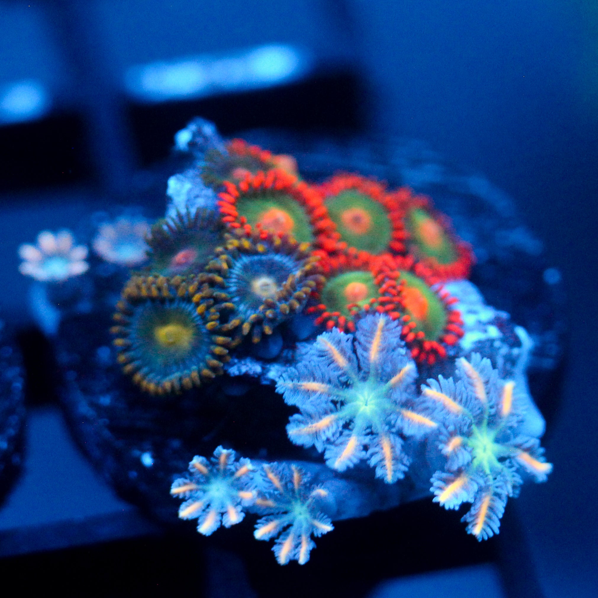 JC Gatorade Zoanthids Mix with orange clove poly