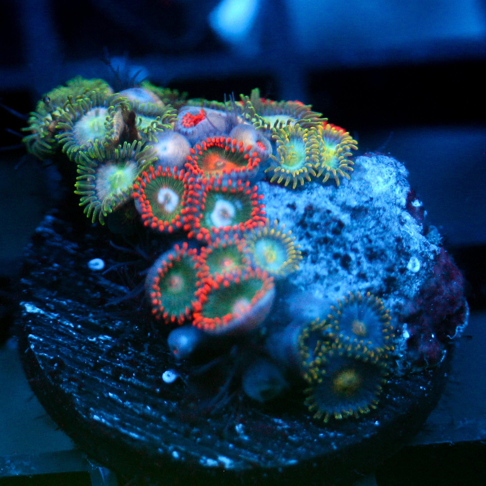 JC Zoa Garden Seed