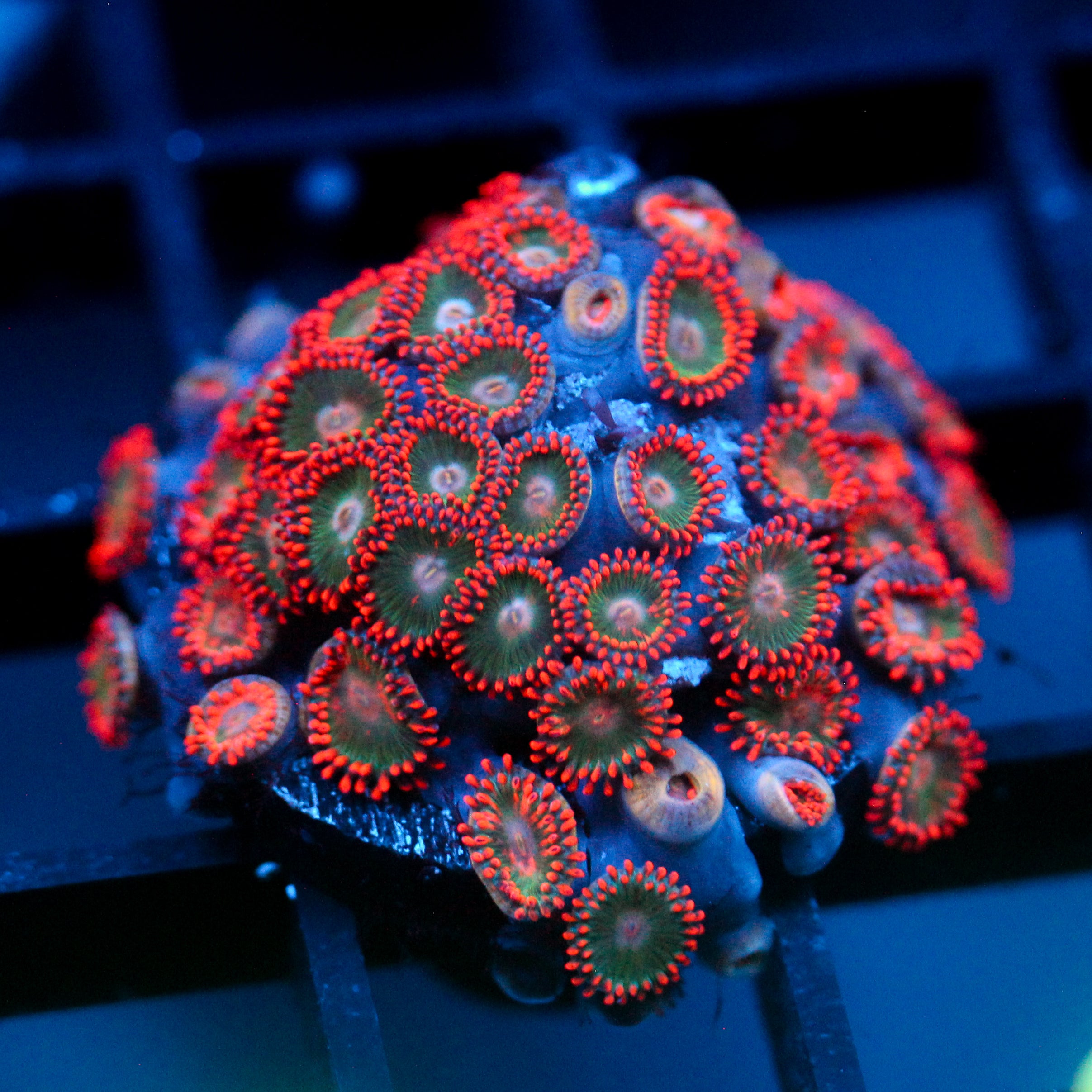 JC Gatorade Zoanthids