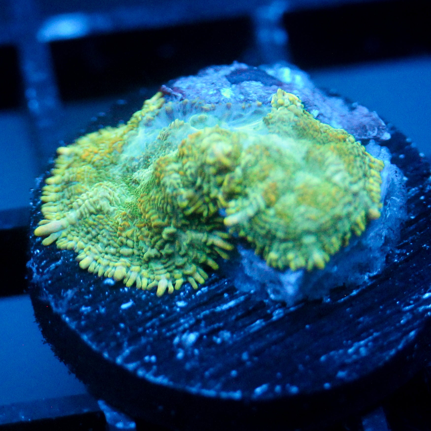 JC Lush Biome Rhodactis