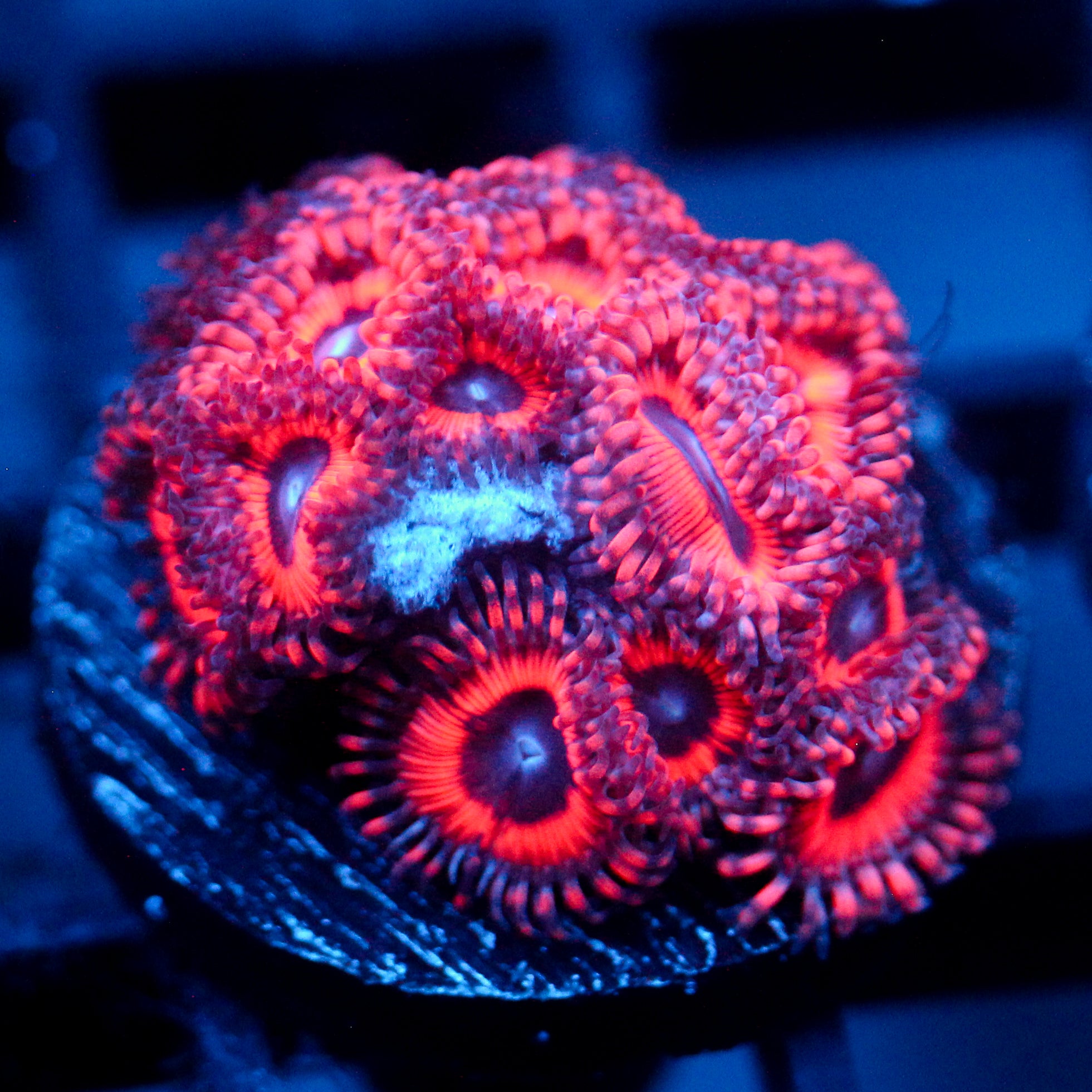 JC Pink Terrorizer Zoanthid