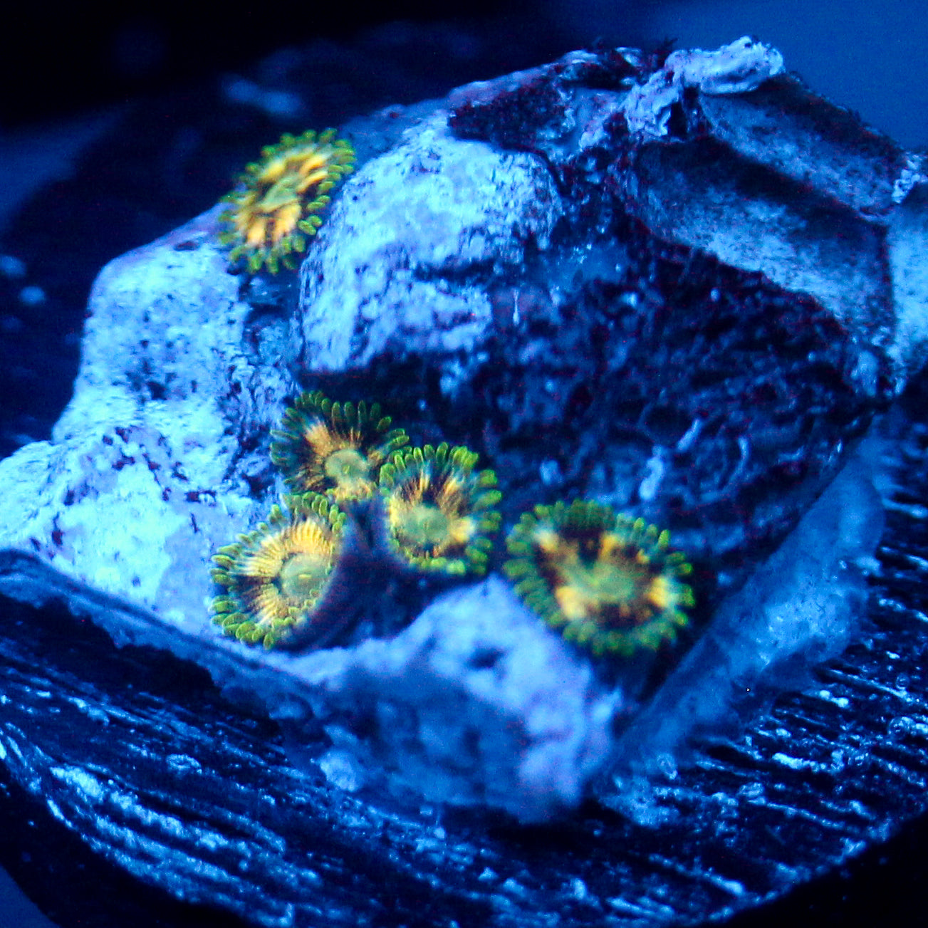 JC Star Lash Zoanthid