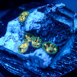 JC Star Lash Zoanthid