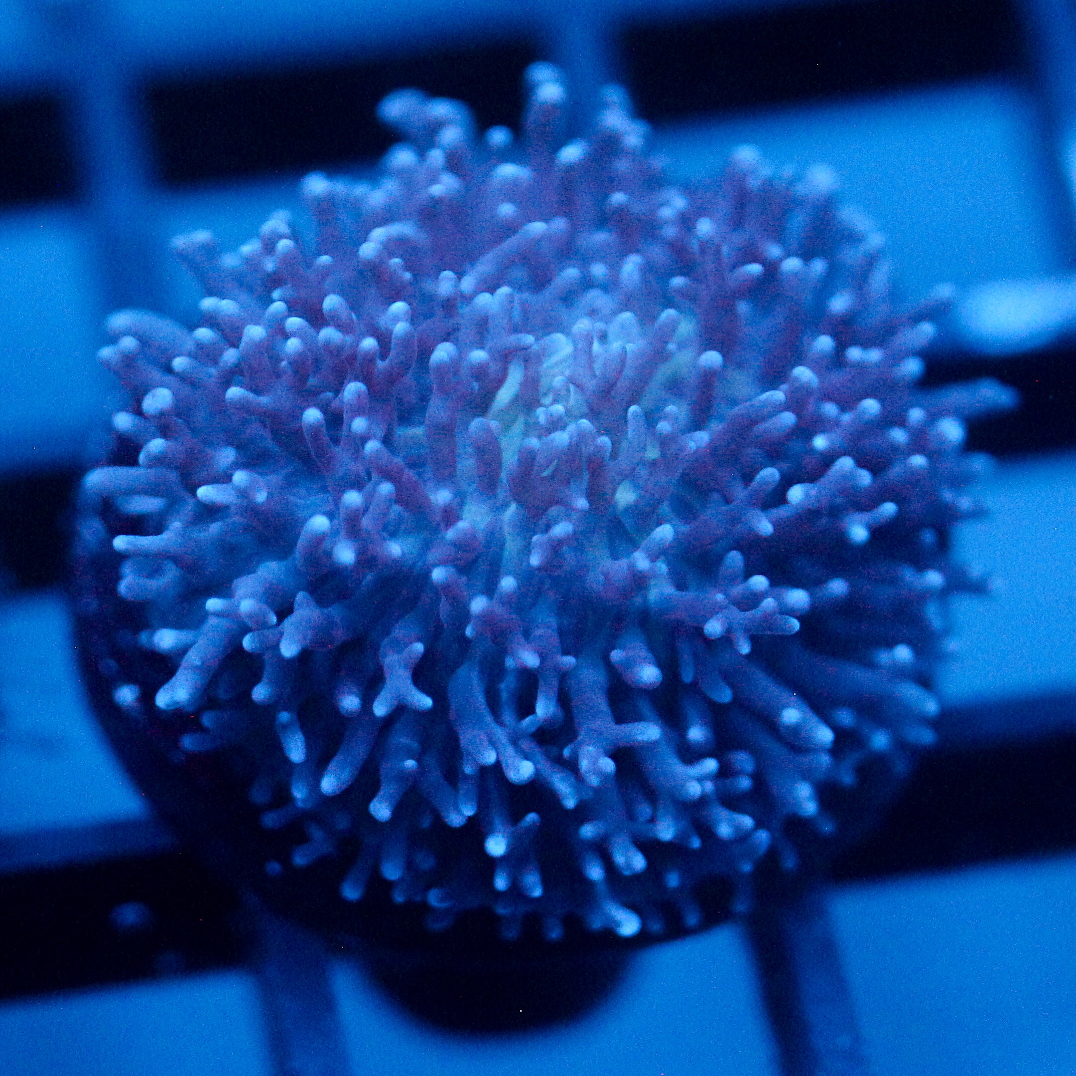 JC Fuzzy Mushroom