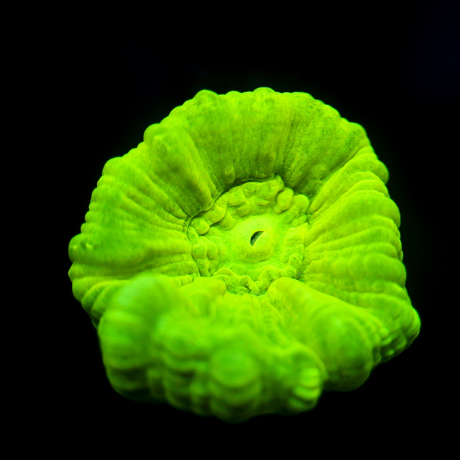JC Neon Green Trumpet