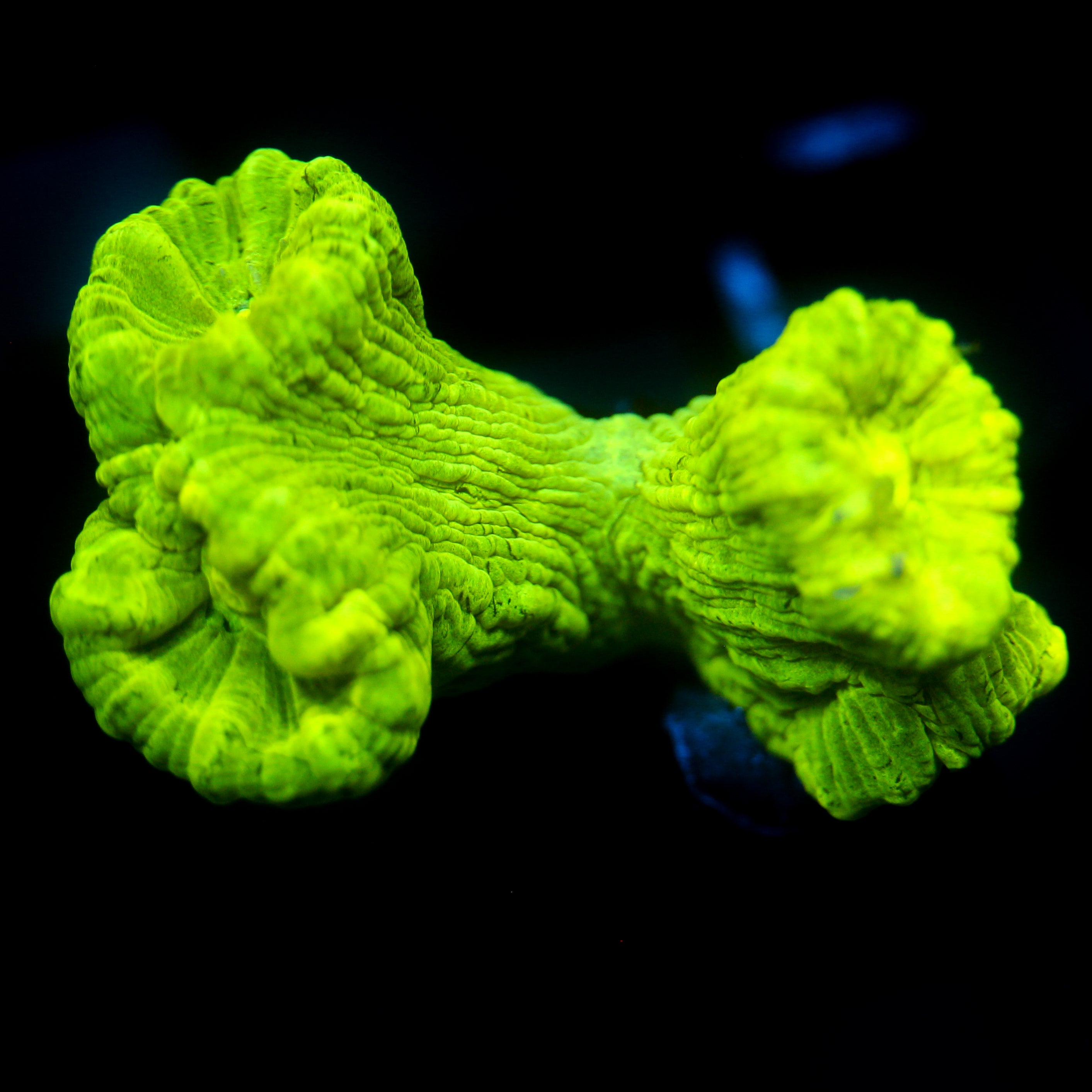 JC Neon Green Trumpet