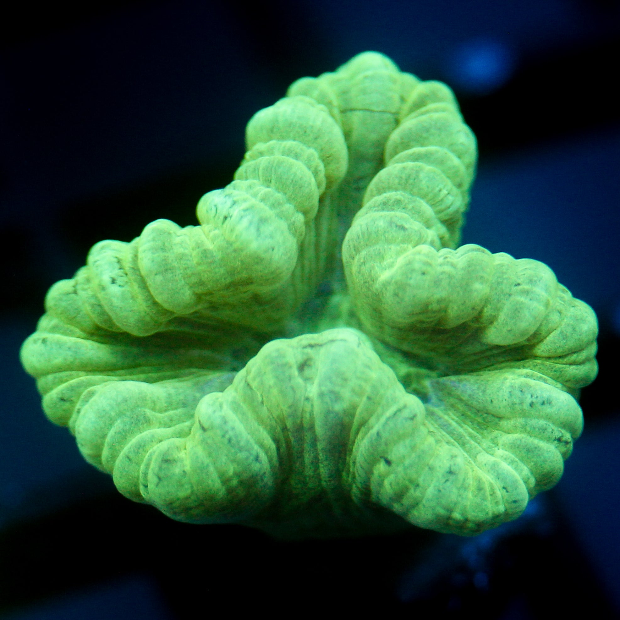 JC Neon Trumpet