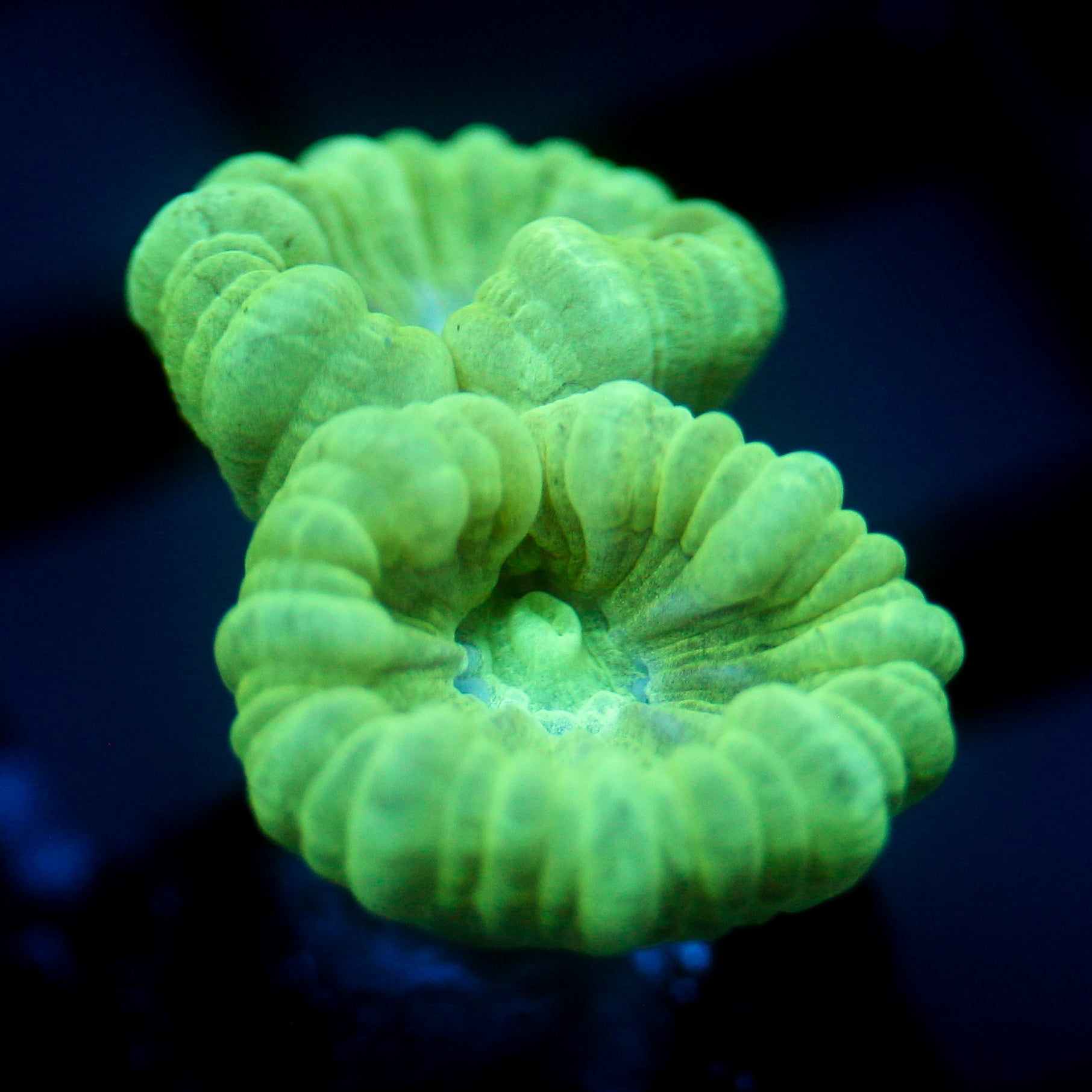 JC Neon Trumpet