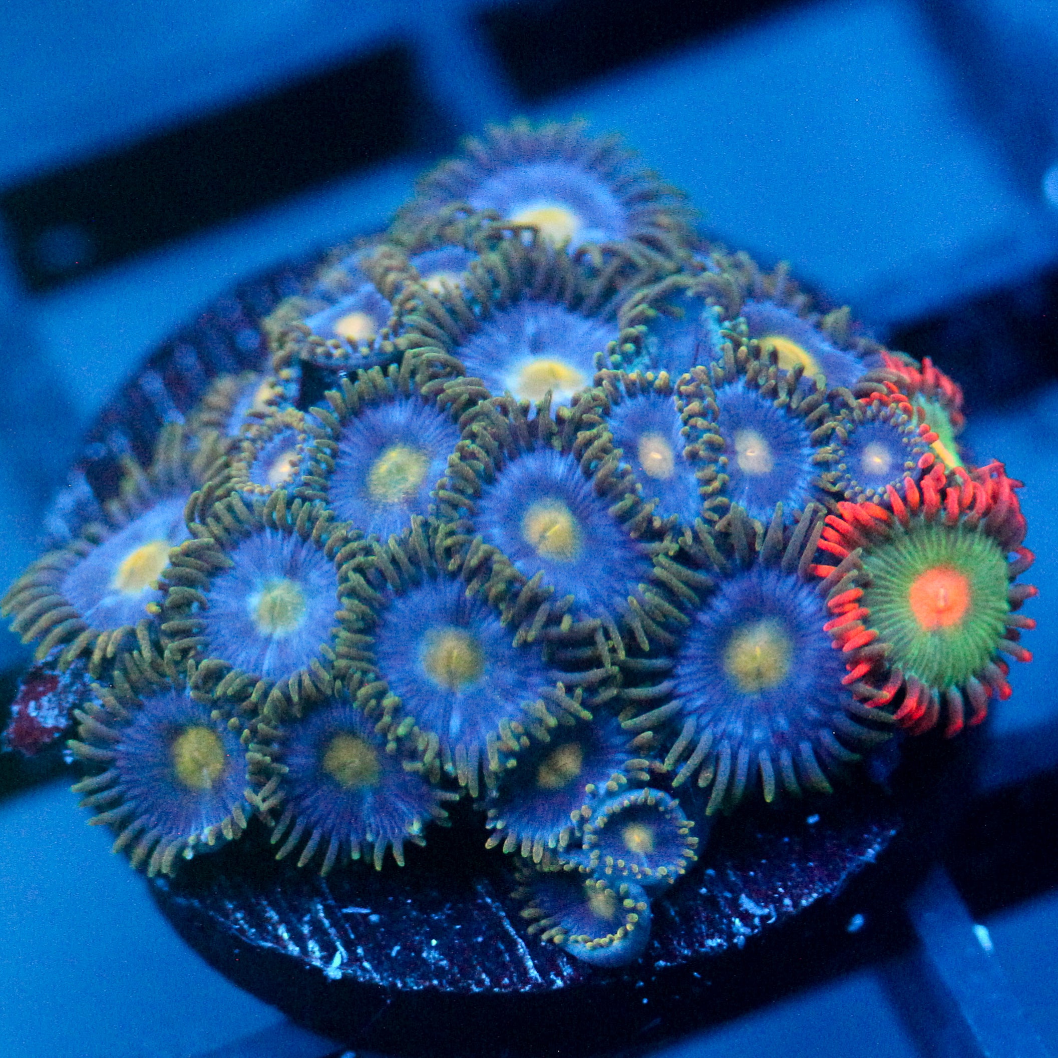 JC Gold Burst Zoanthid