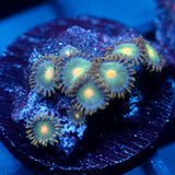 JC Saturn Zoanthid