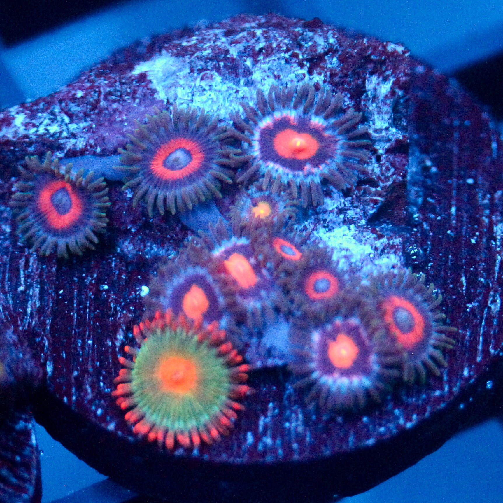 JC Terrorizer Zoanthid Mix