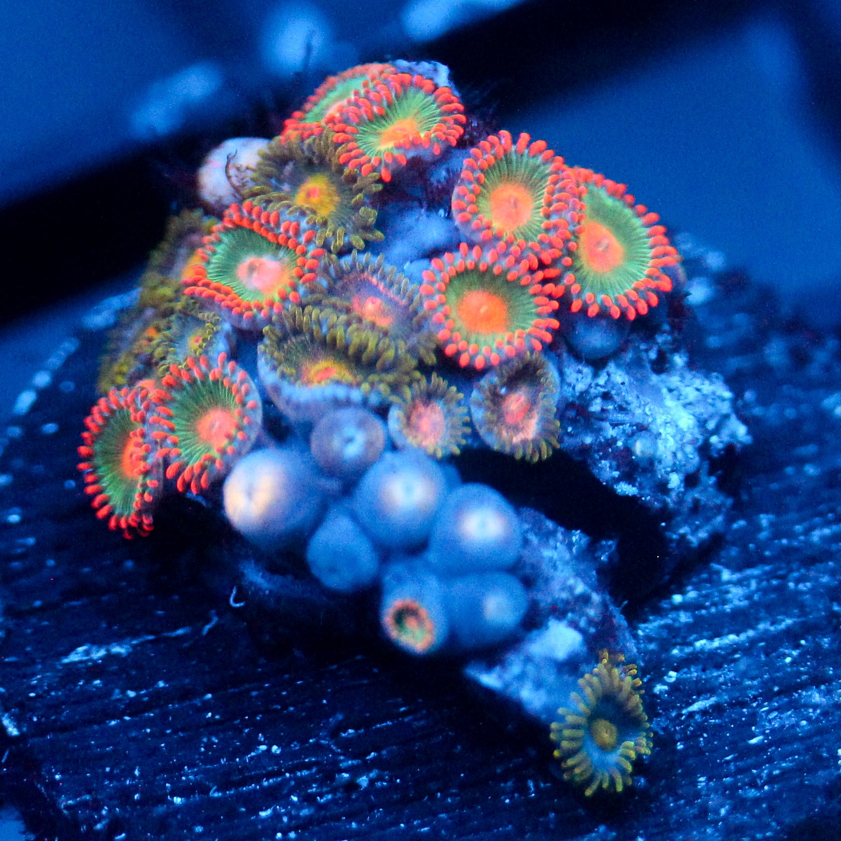 JC Gatorade Zoanthids Mix