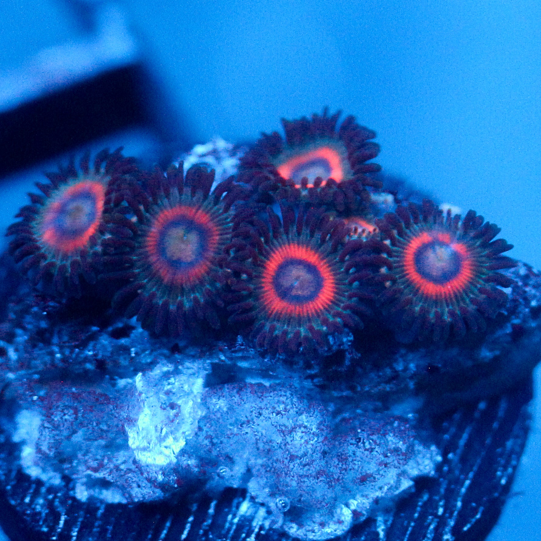JC Peach Terrorizer Zoanthid