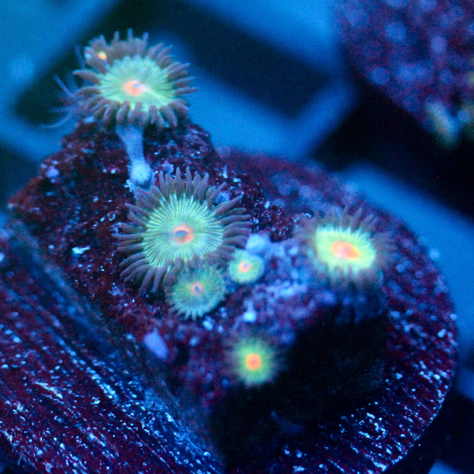 JC Alien Blood Zoanthid