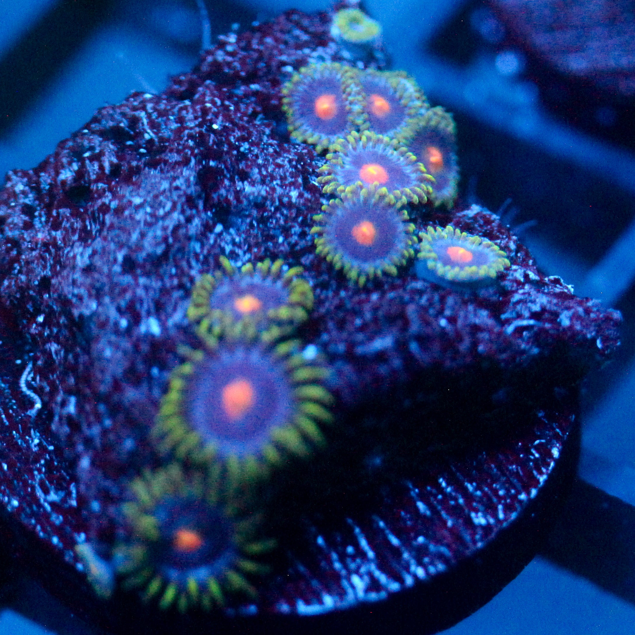 JC Gold Burn Zoanthid