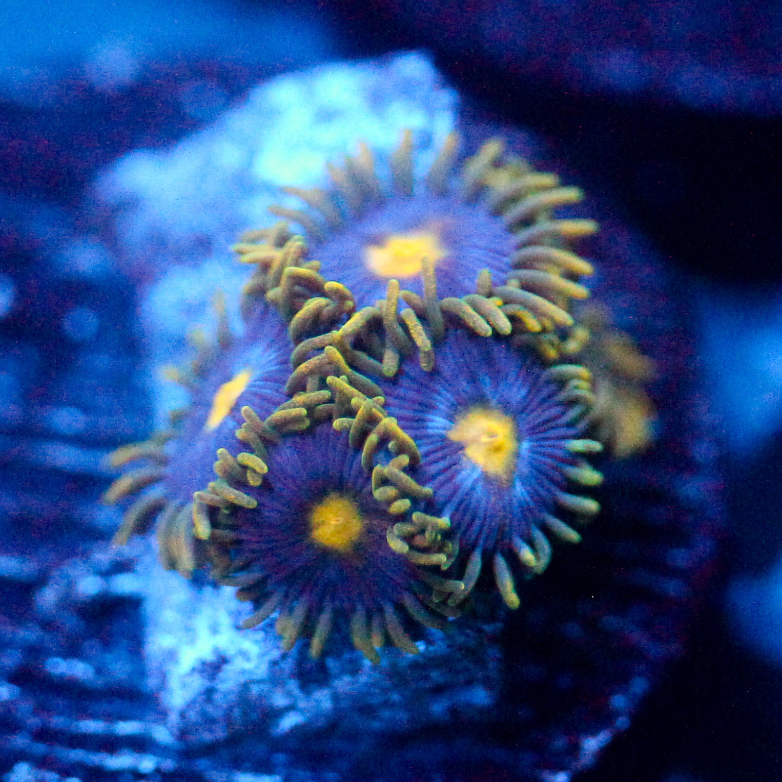 JC Gold Gobbler Zoanthid