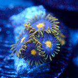 JC Gold Gobbler Zoanthid