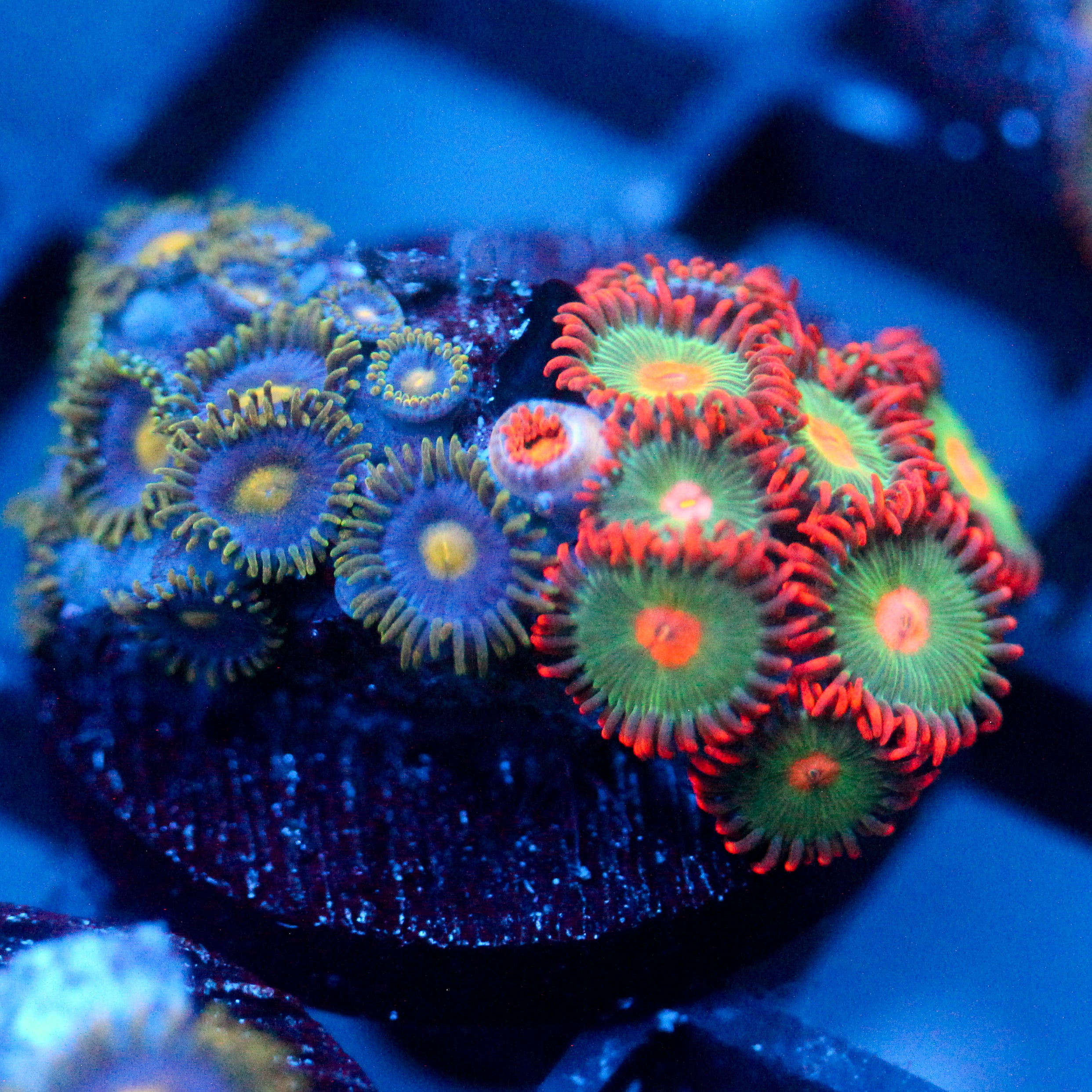 JC Zoa Garden Seed