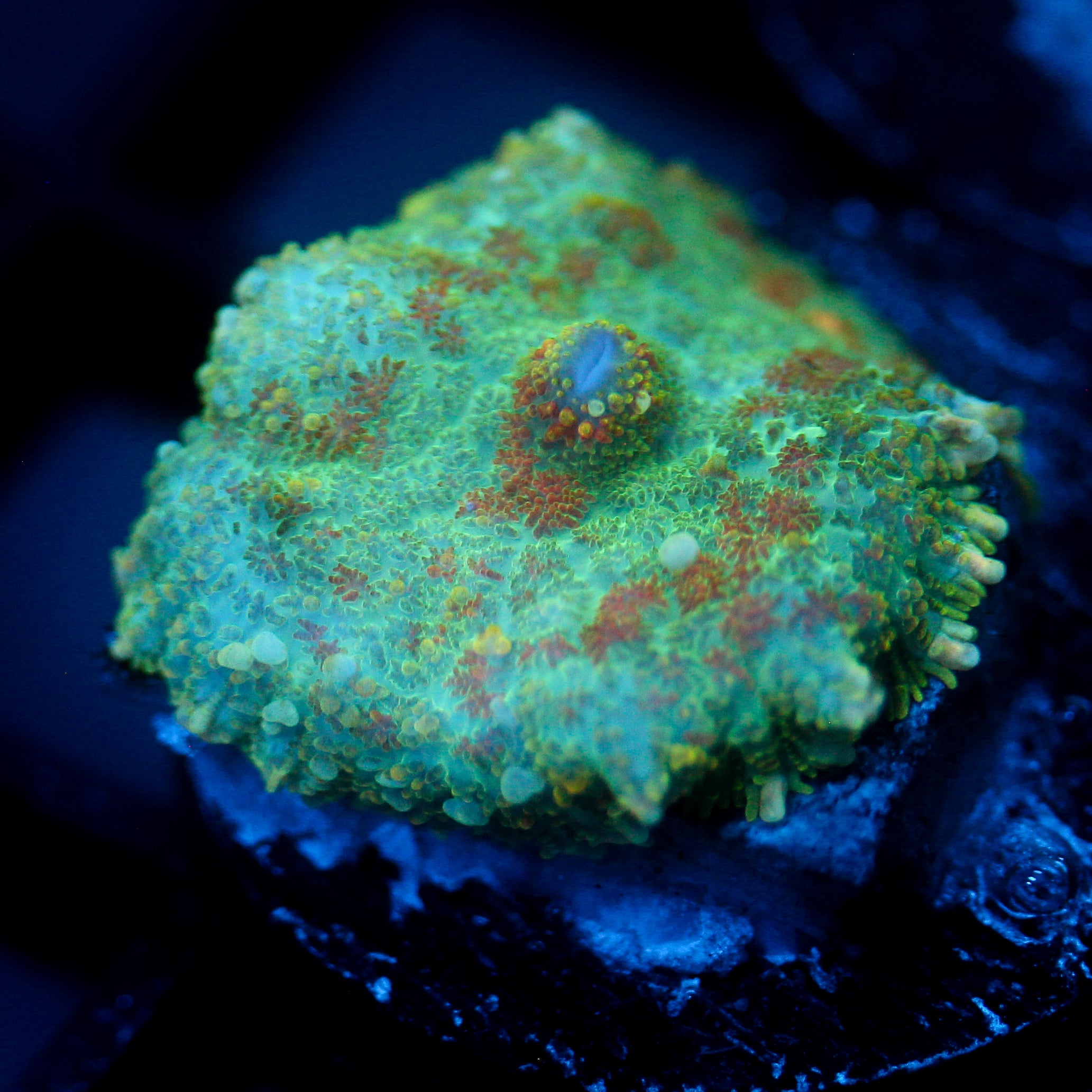 JC Lush Mesa Rhodactis
