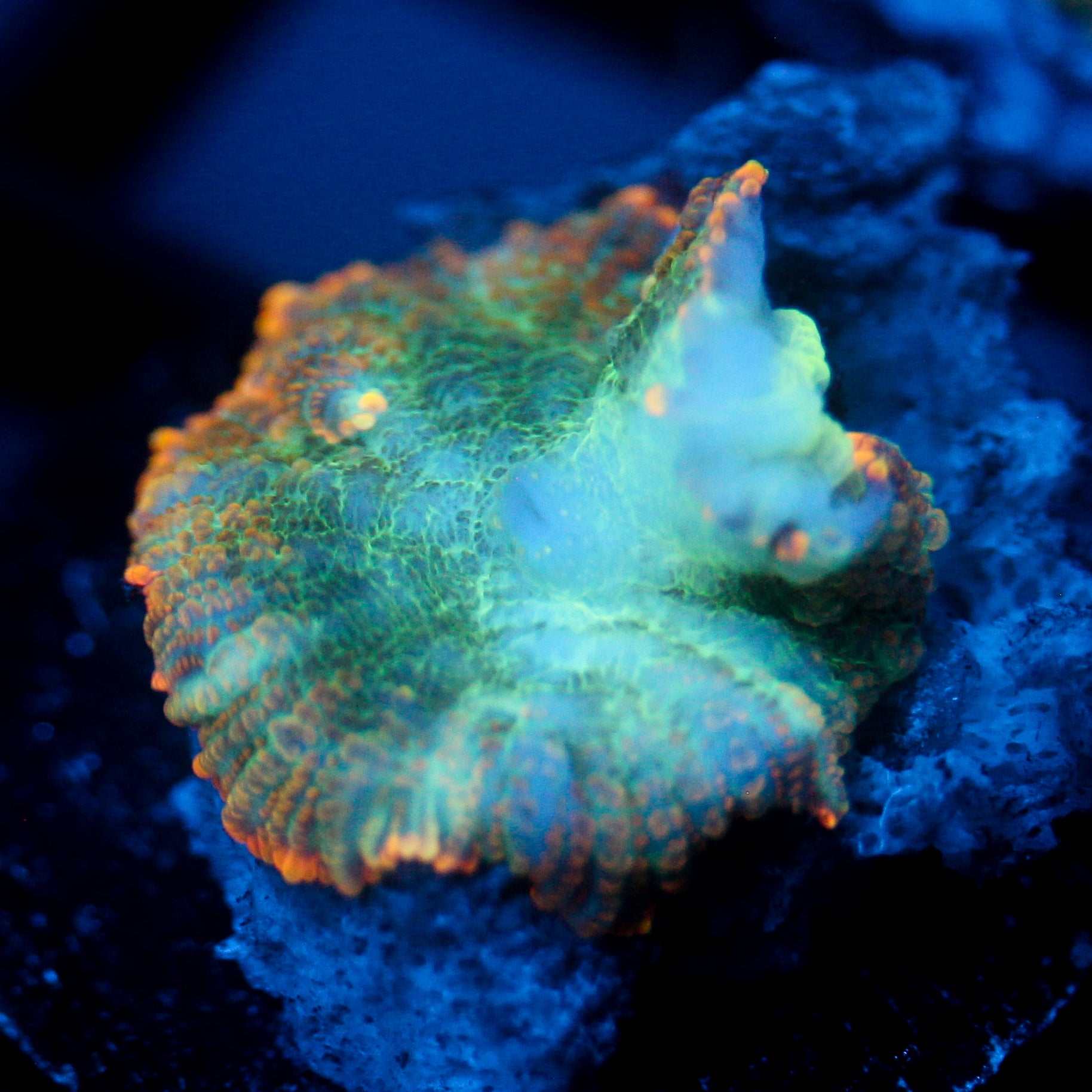 JC Mossy Lakes Rhodactis