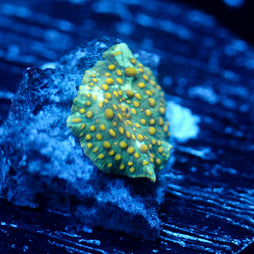 JC Firefly Discosoma