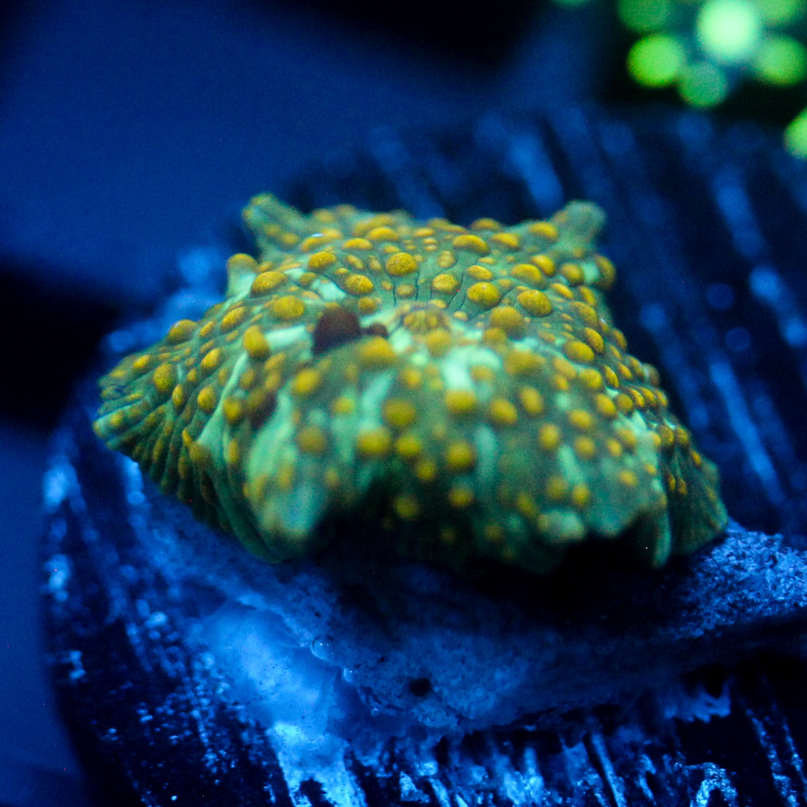 JC Firefly Discosoma