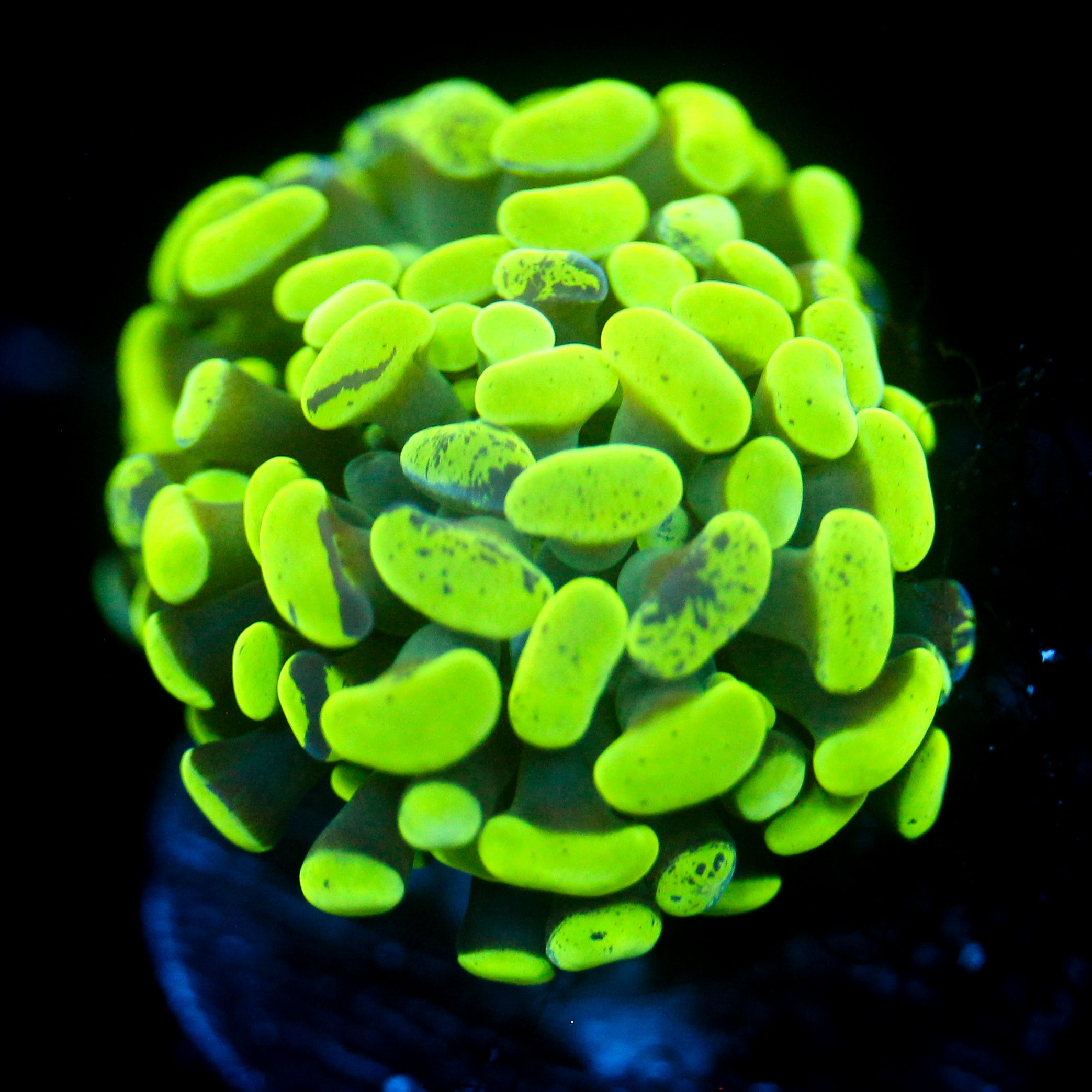 JC Neon Green Splatter Hammer
