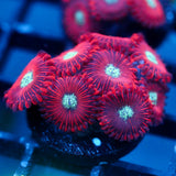 JC Magician's Zoanthid