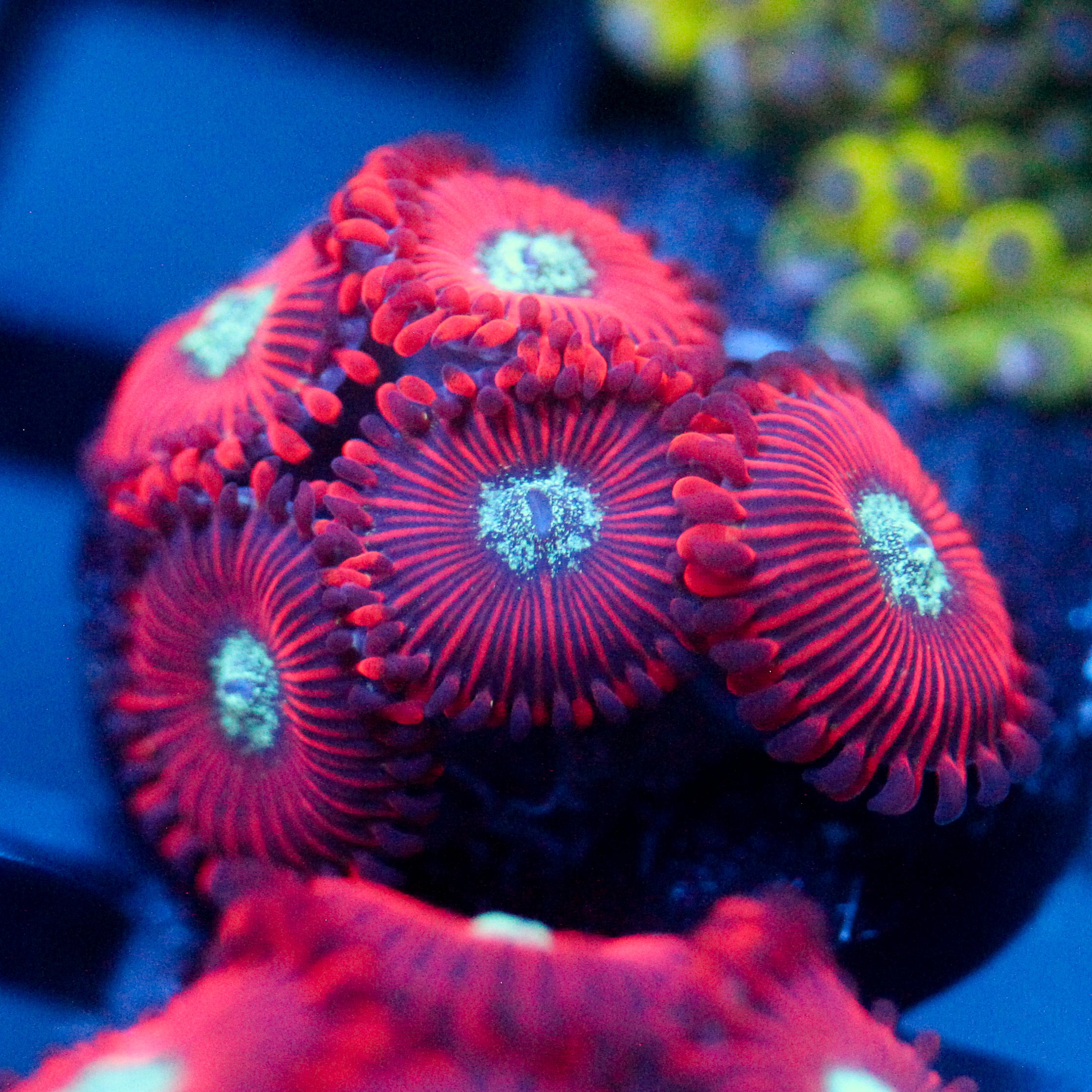JC Magician's Zoanthid
