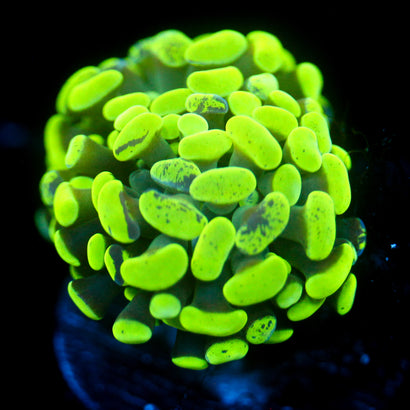 JC Neon Green Splatter Hammer