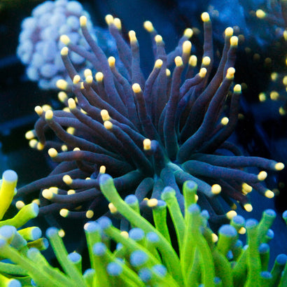 JC Yellow Tip Hurricane