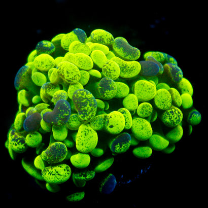 JC Ultra Splatter Hammer