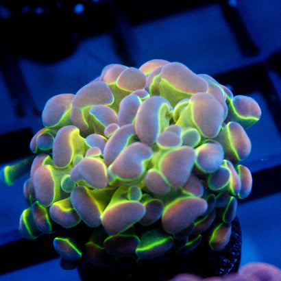 JC Ultra Hologram Hammer