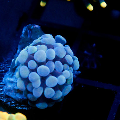 JC Blue Bubbles Hammer