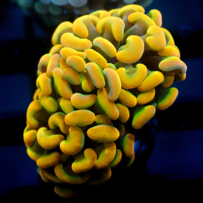 JC Rainbow Gold Hammer