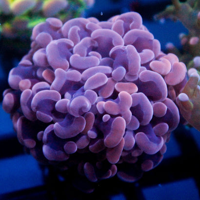 JC Pink/Purple Hammer