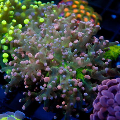 JC Cotton Candy Octo